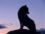 La Maison des Loups