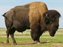 La Ferme aux Bisons