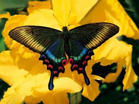 Jardin des Papillons