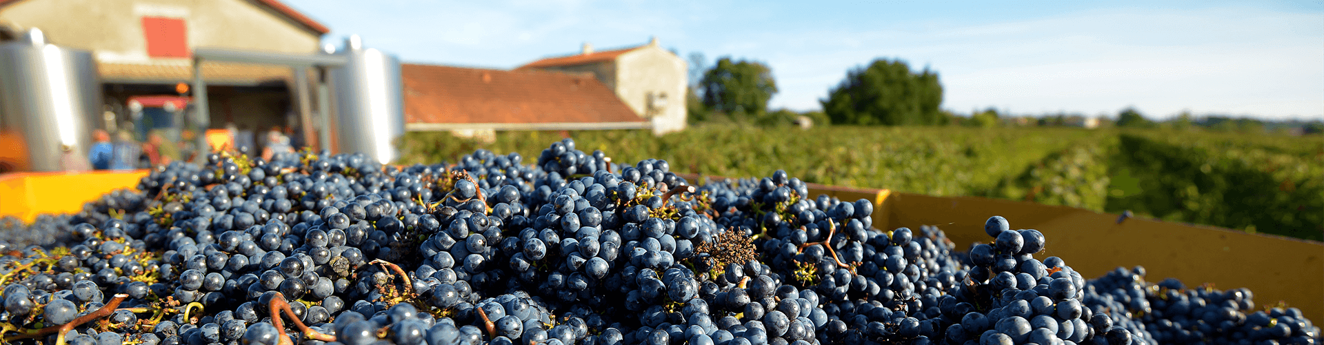 Gastronomie in Aquitaine; restaurants, specialiteiten, wijn, streekproducten en markten
