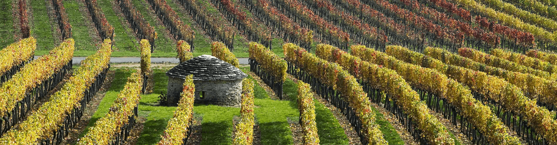 Eten en drinken in Bourgogne: wijnroute