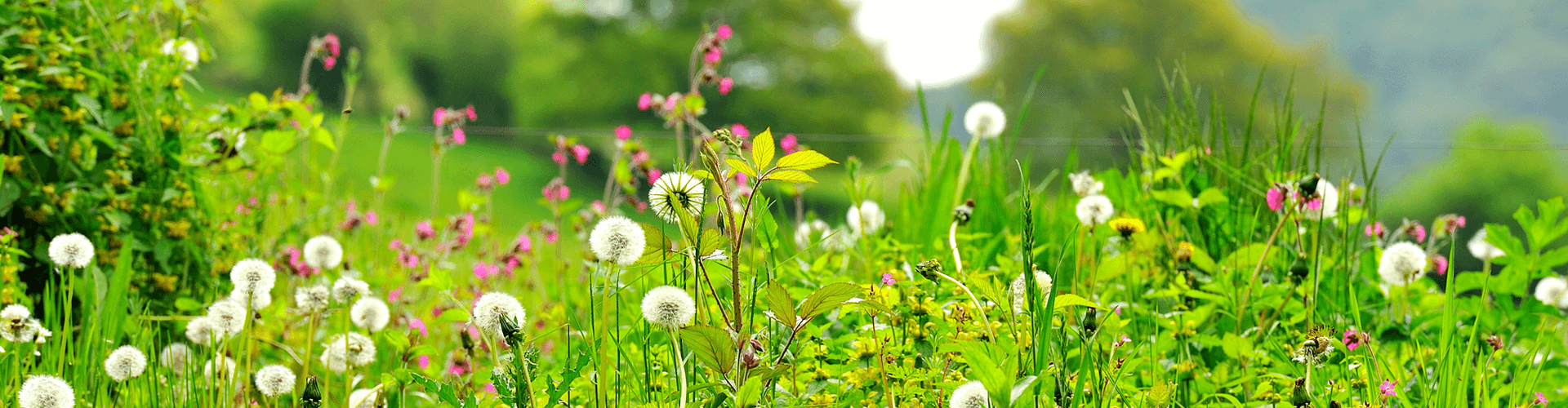 Natuur in Bourgogne: natuurpark Morvan