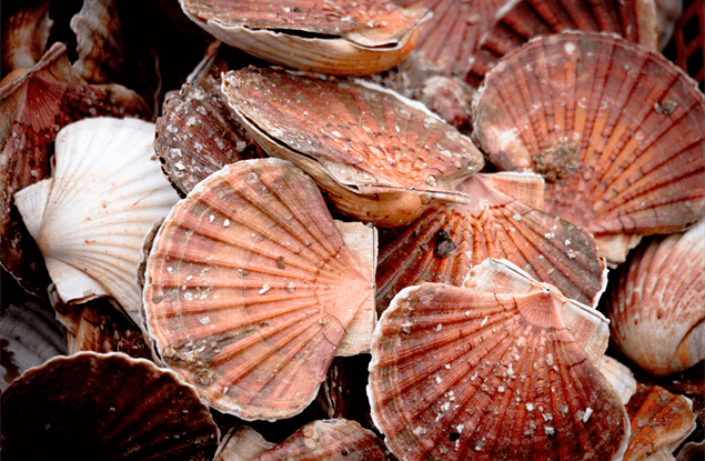 Eten en drinken in Bretagne: Noix de Saint Jacques