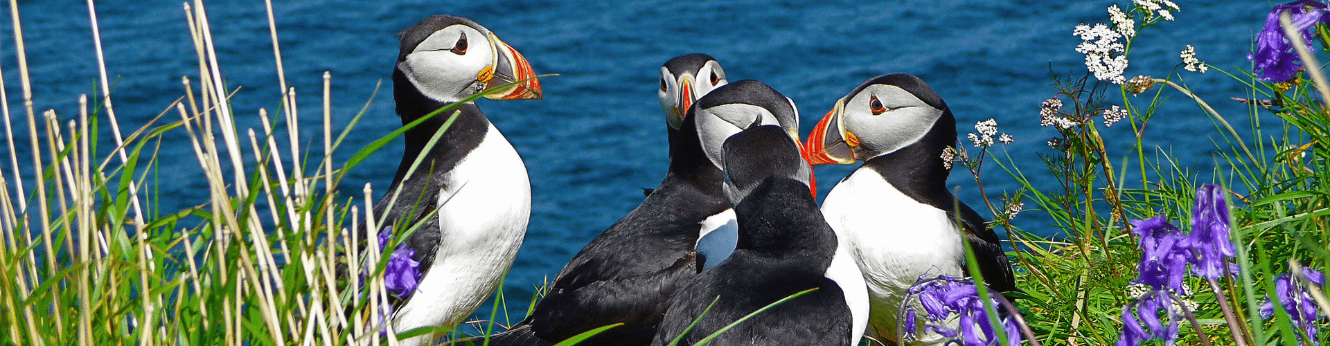 Vogels spotten in Bretagne: papegaaiduiker