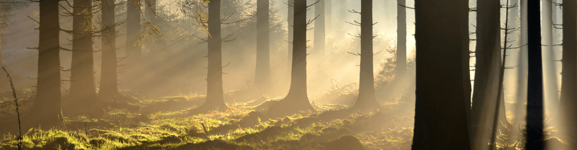 Natuur in de Champagne Ardenne: bos in de Franse Ardennen