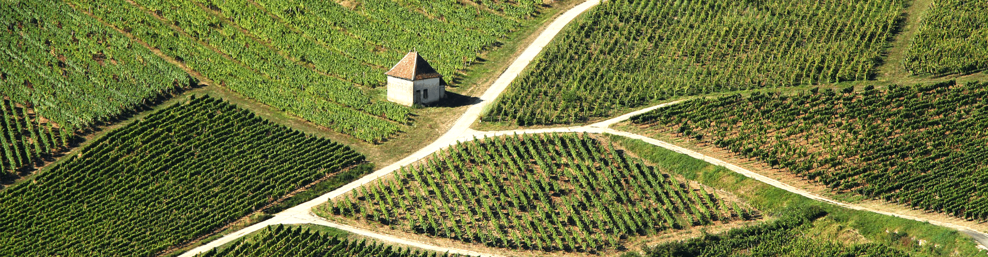 Jura wijn: wijngaarden bij Château Chalon