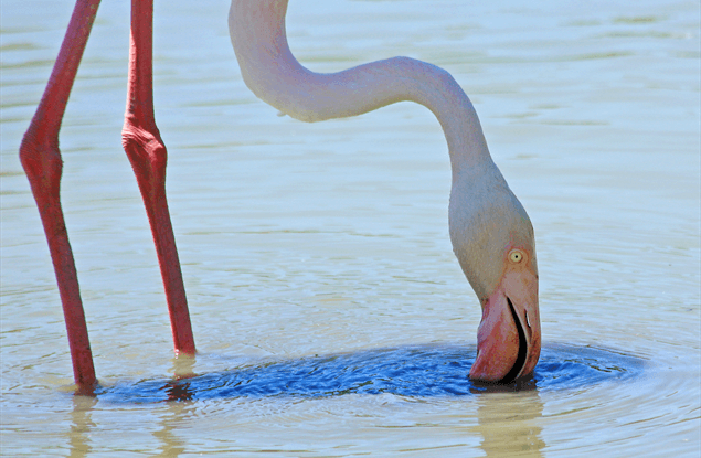 Flamingo in Zuid Frankrijk, Petit Camargue, Gard