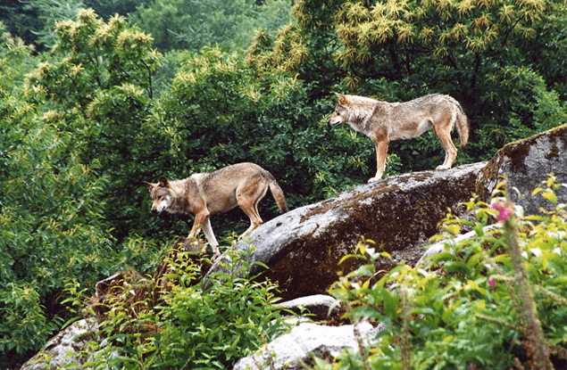 Natuur in de Limousin: Les Loups de Chabrières, wolvenpark