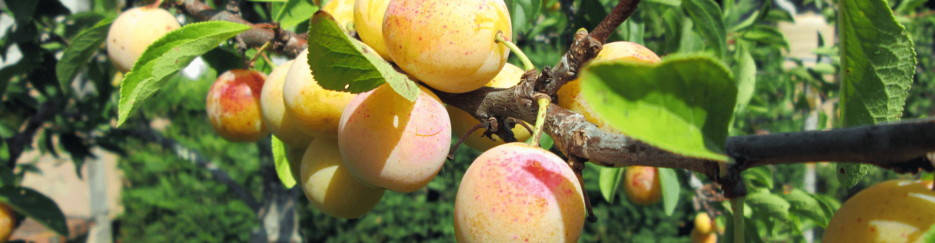 Streekproducten Lorraine: Mirabelles