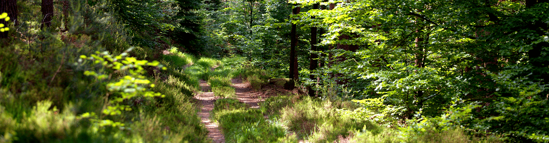 Natuur in Lotharingen, bossen in de Maasvallei