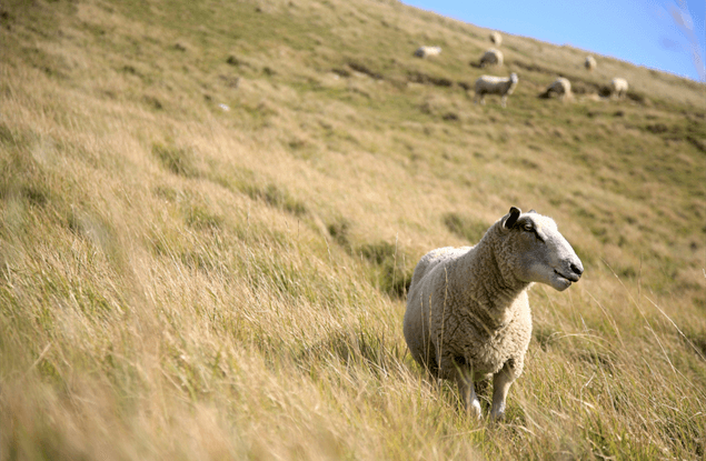 Natuur aan de Côte Opale: Mont d'Hubert