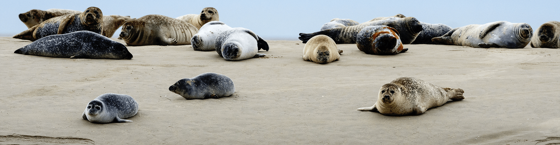 Natuur in Picardië: Baai van de Somme, zeehonden