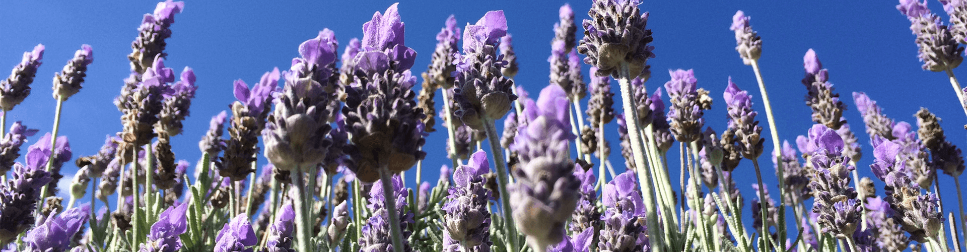 Lavendel uit de Provence