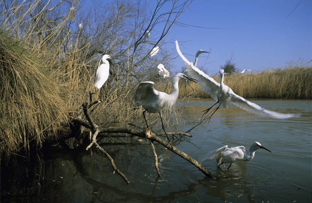 Vogels in natuurpark de Camargue