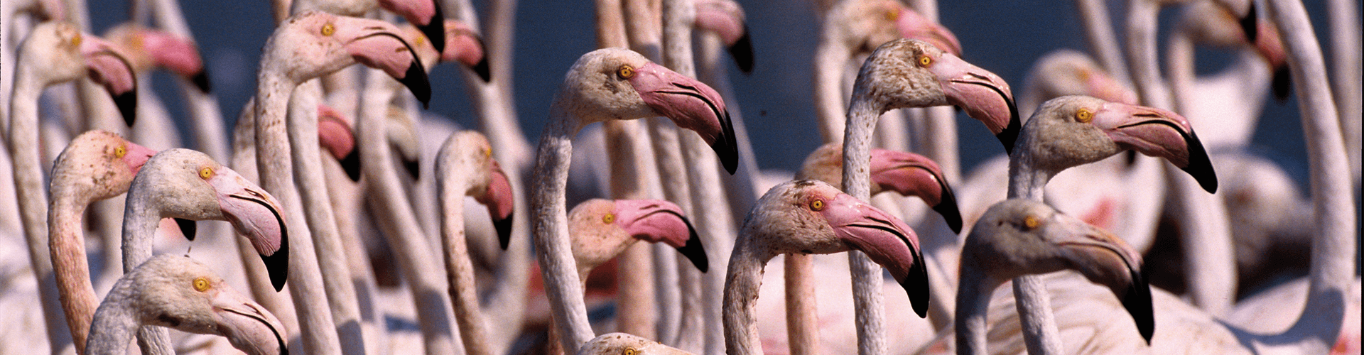Natuur Provence: Flamingo's in de Camargue