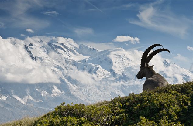 Natuur Rhône Alpes: Massif du Mont Blanc