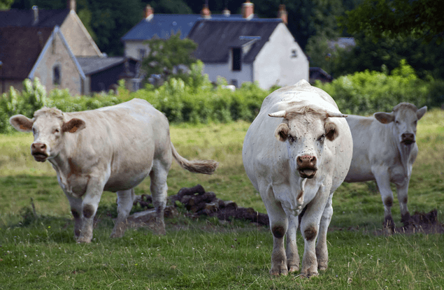 Vakantie in de Morvan, Bourgondië