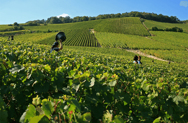 Weekendje weg in de Champagne Ardennes, Noord Frankrijk